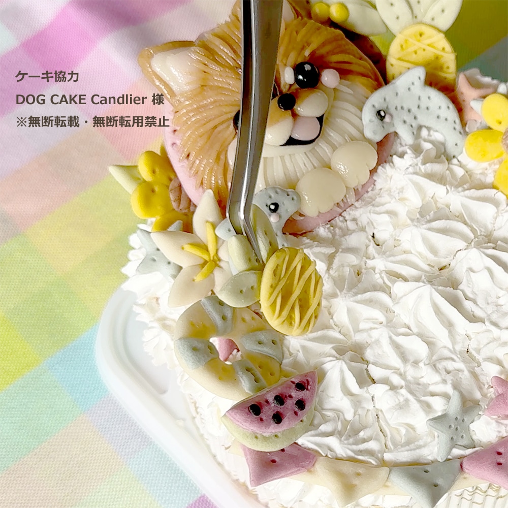 掴みやすいピンセット (L12.6cm×1.0cm): 2025 AUTUMN SALE｜キッチン用